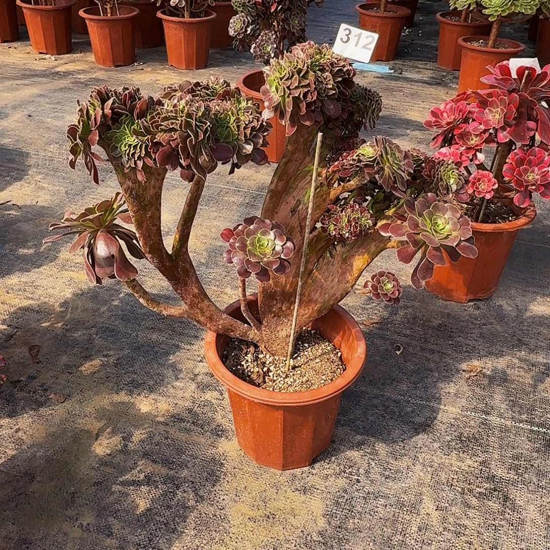 312欧紫坠化法师多肉植物