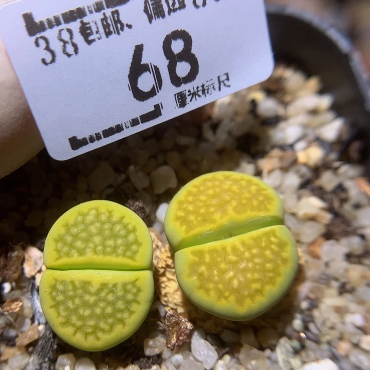 zzz好喜欢这个68