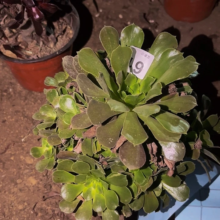 615香妃多肉植物不售后