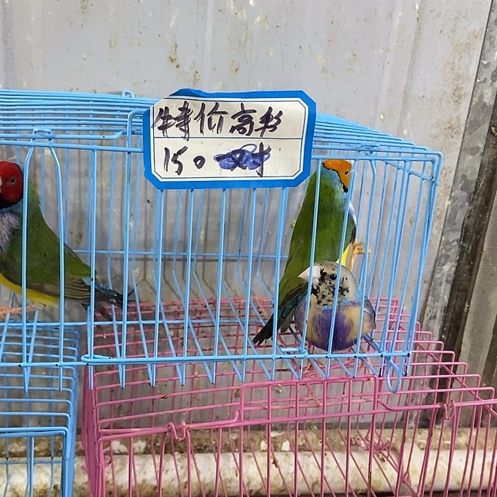 叮***子文鸟蓝公一只绿公两只包活到家收到货拍开箱视频