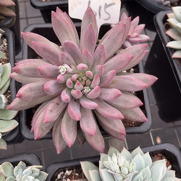 两单包邮，一物一拍615金鱼姬