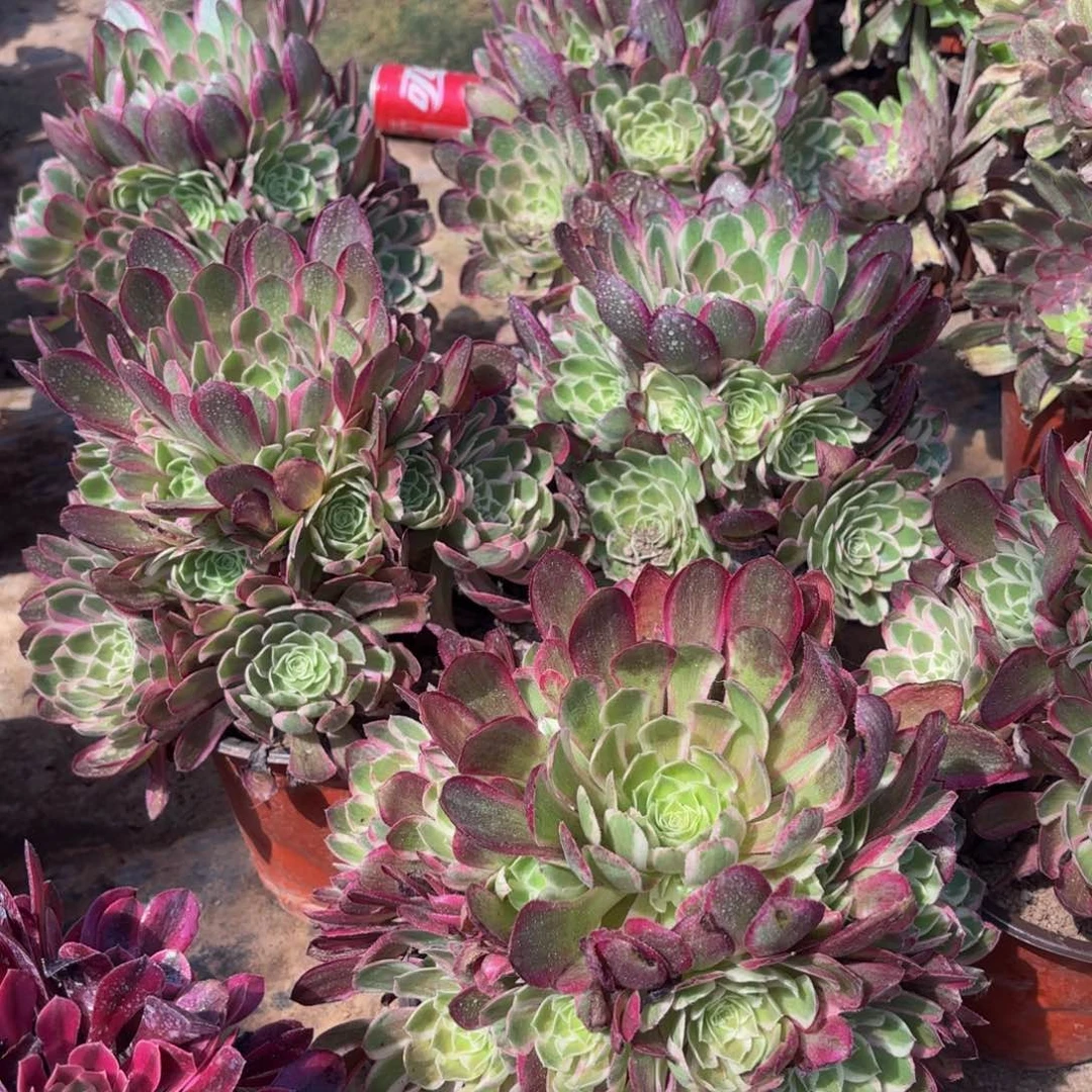 孔雀翎9.9法师多肉嫩