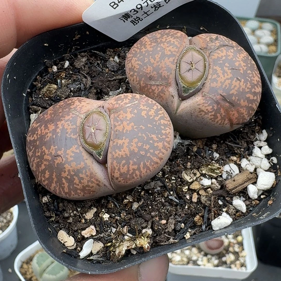 490多肉哈哈给哥哥哈哈哈哈