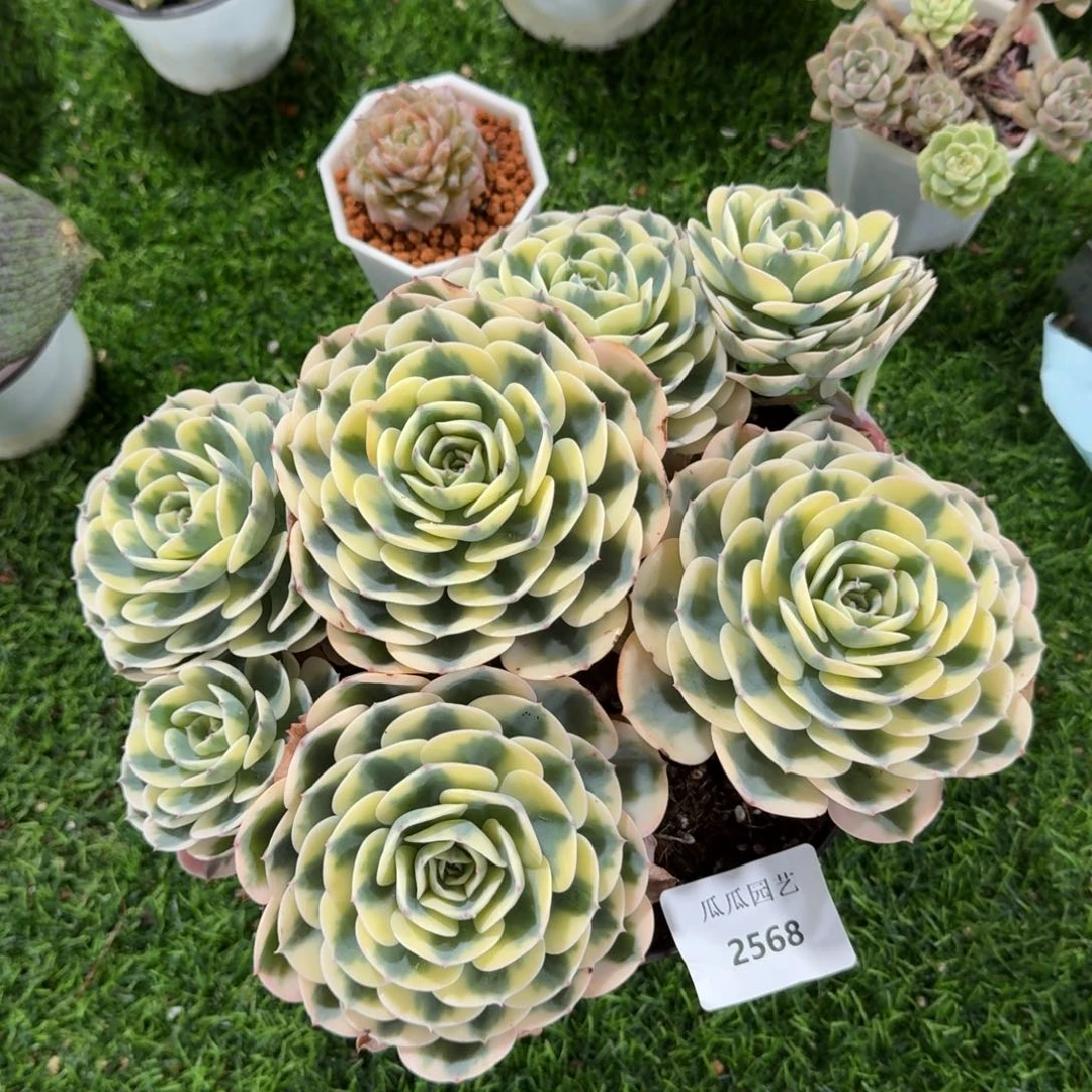 2568玉蝶锦大群多肉植物