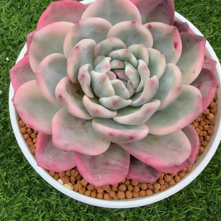****主爱丽尔锦多肉植物的时候