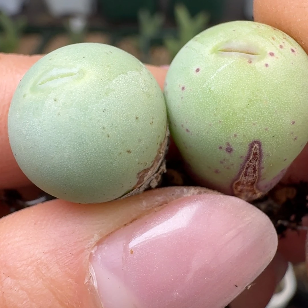 234两颗00000000000