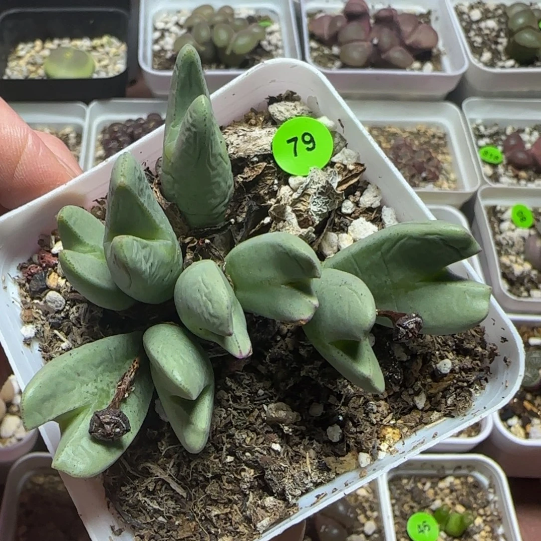漂漂亮亮多肉植物79