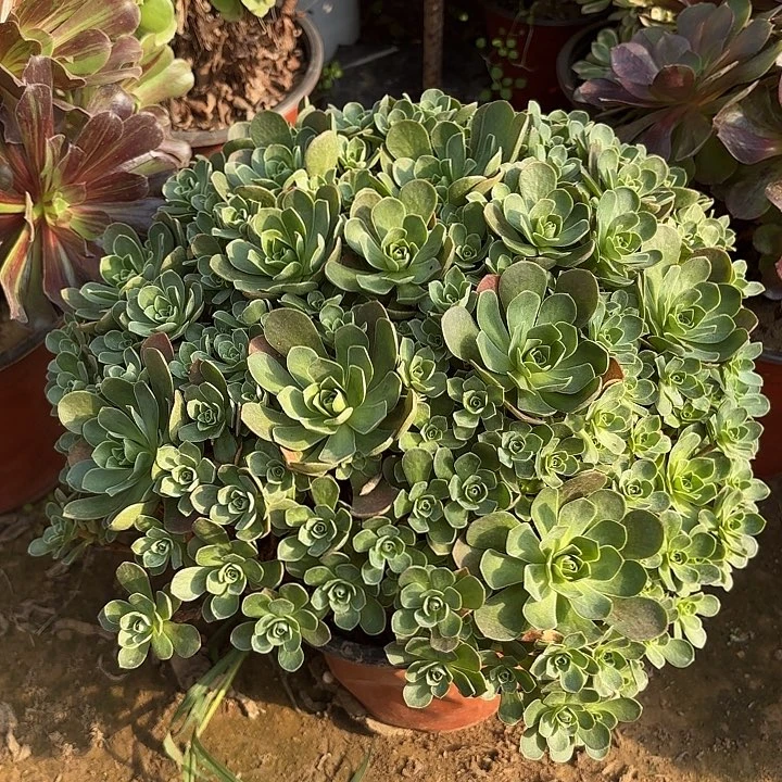 多肉植物树玫瑰34