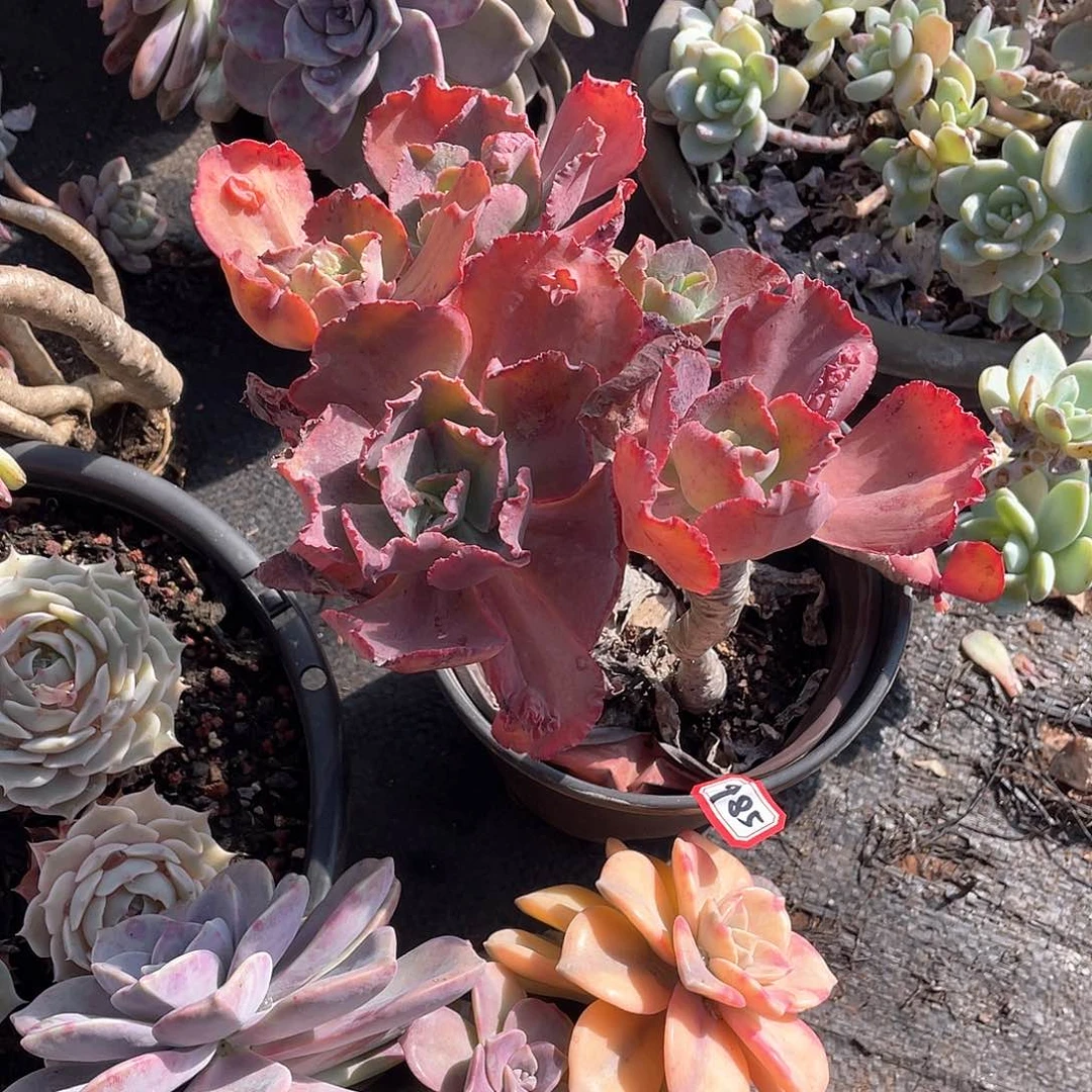 985包菜一物一拍多肉