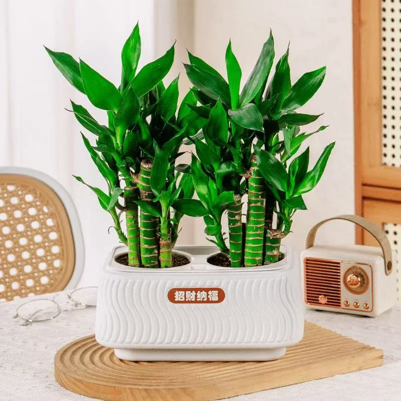 【新品】招财纳福步步高富贵竹荷花竹绿植盆栽办公室内桌面净化空气