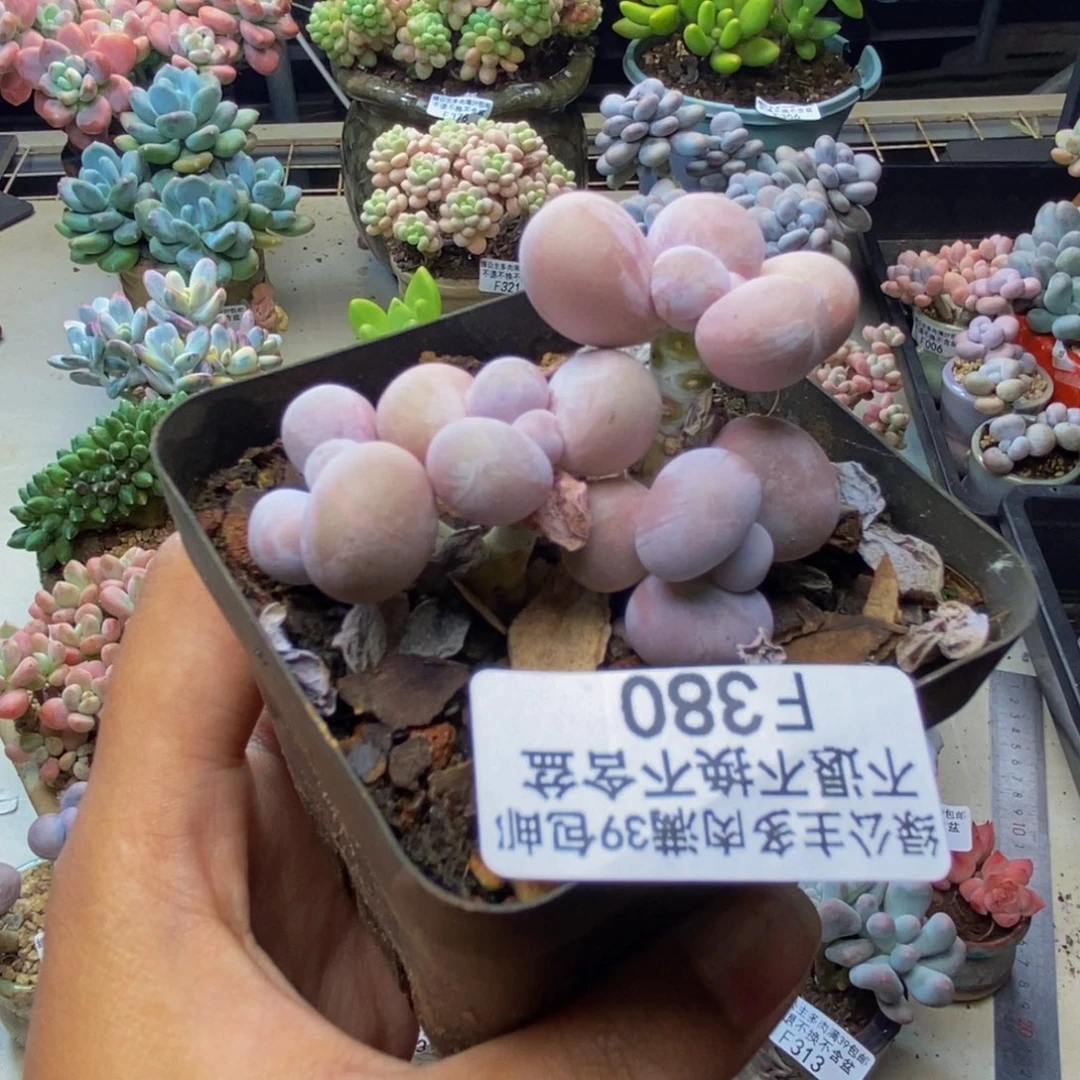 380橙奶多肉肉4c m