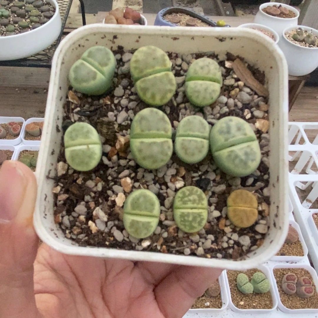 4488 绿神帝一盒带盆土