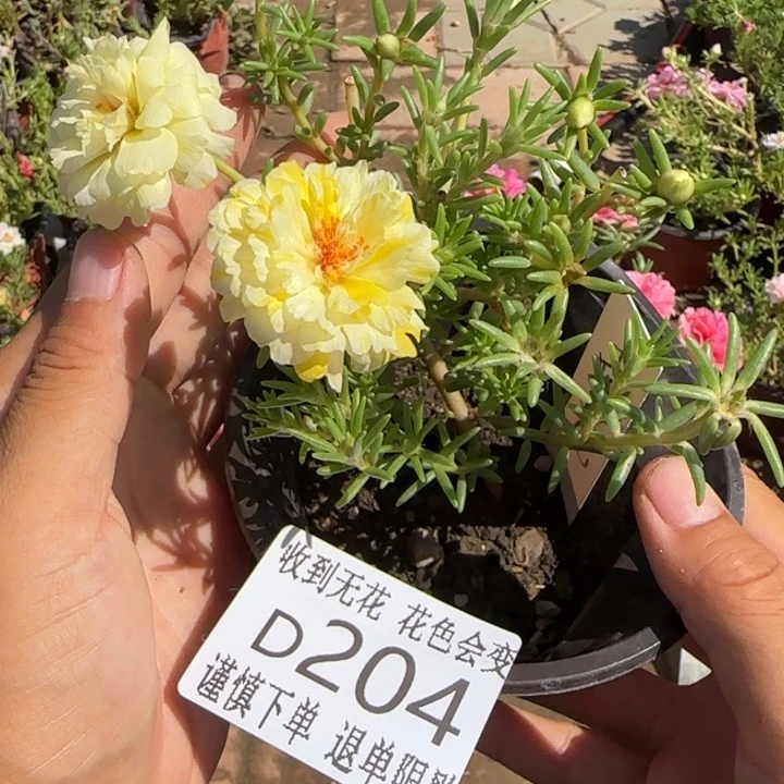 无花朵D204超小苗盆口10cm