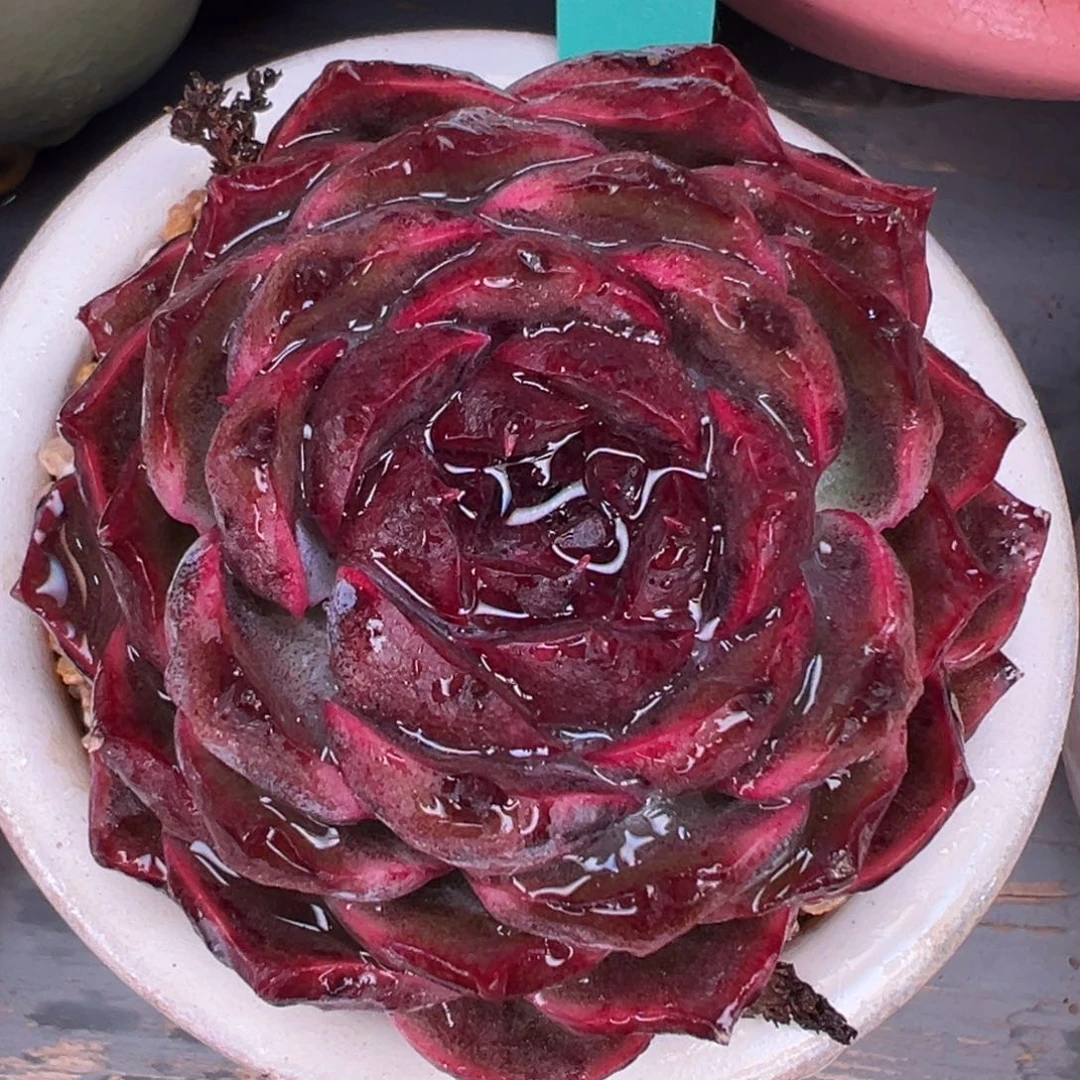 从前慢多肉精选编号0218.149