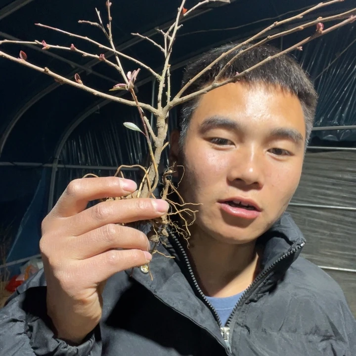 赤八重海棠花一颗苗