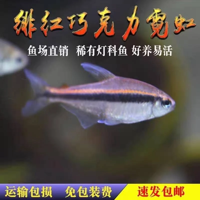 绯红巧克力霓虹小型灯鱼热带鱼南美高端草缸鱼观赏鱼