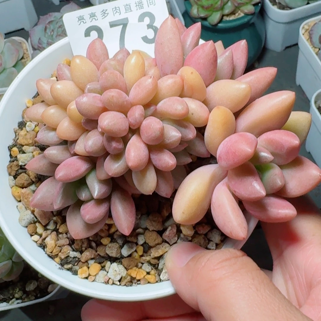 桃花源缀化            精美多肉植物