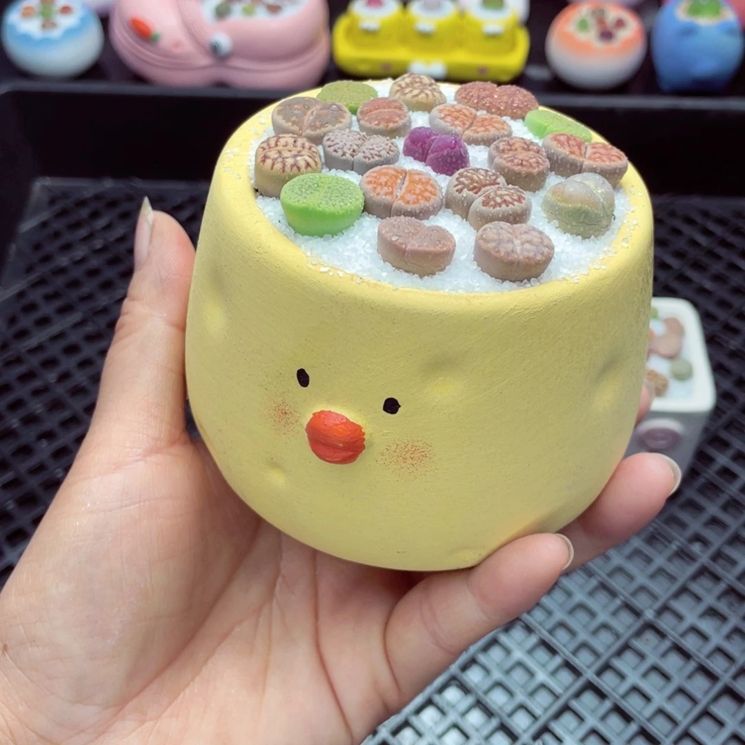 w5346 盆土发货一物一拍