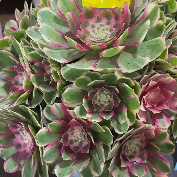 多肉植物孔雀翎270号