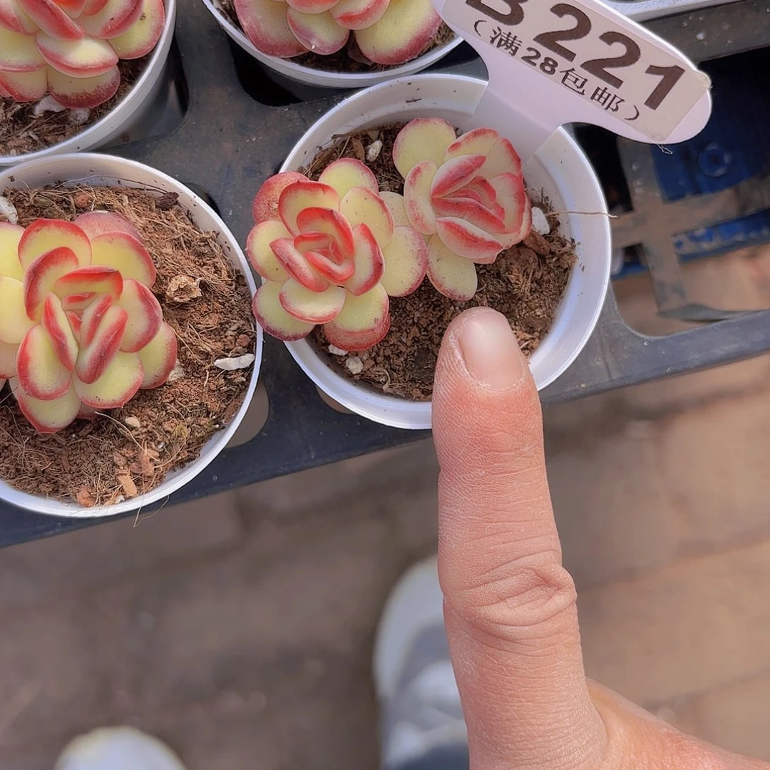 B221肉酱玫瑰一物一拍