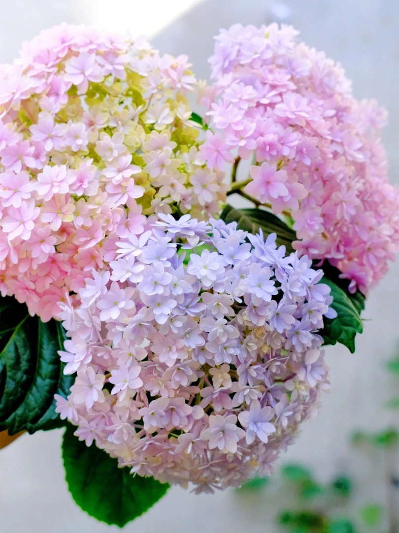 【花手鞠  】大花绣球原盆原土露天养基地直发开花种植枝条下单