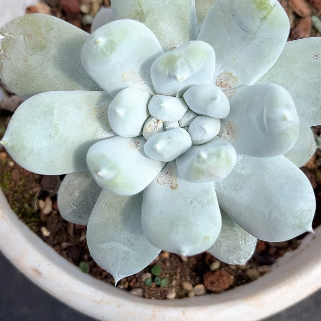 刘**༄花朵拇指丸叶红拇指