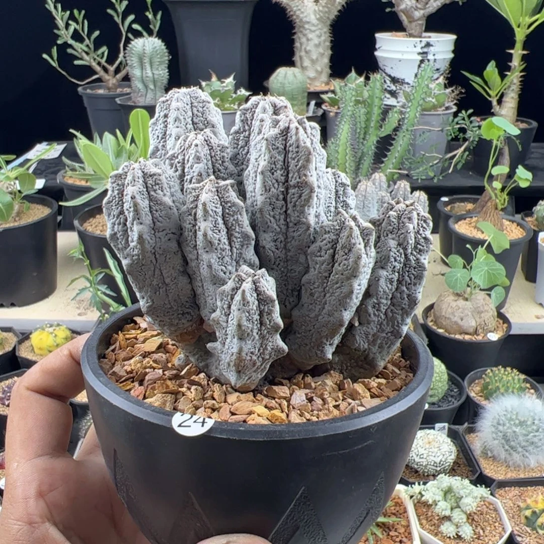 水泥柱群一物一拍默认脱土发