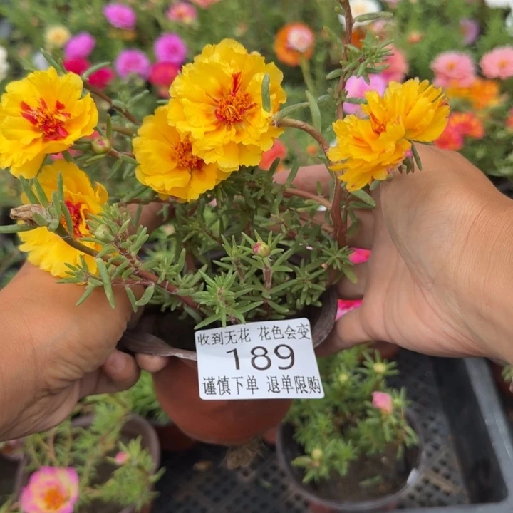 无花朵189超小苗盆口10cm