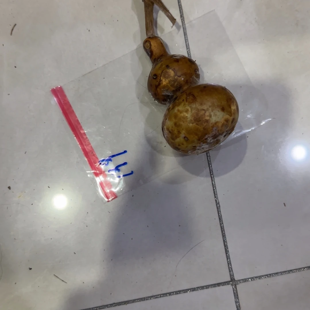 三***哥葫芦啦啦乐乐咯乐乐咯来咯哦