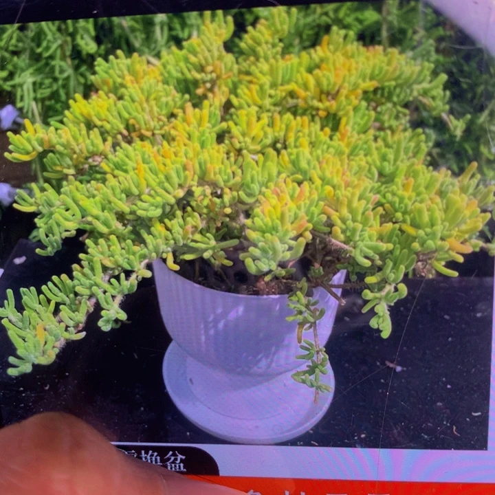 荧光兔 大（满9.99包邮不满9.99发叶子）