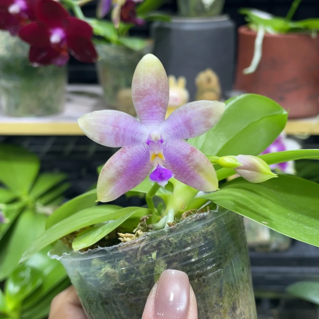 完全开放漏1111111111