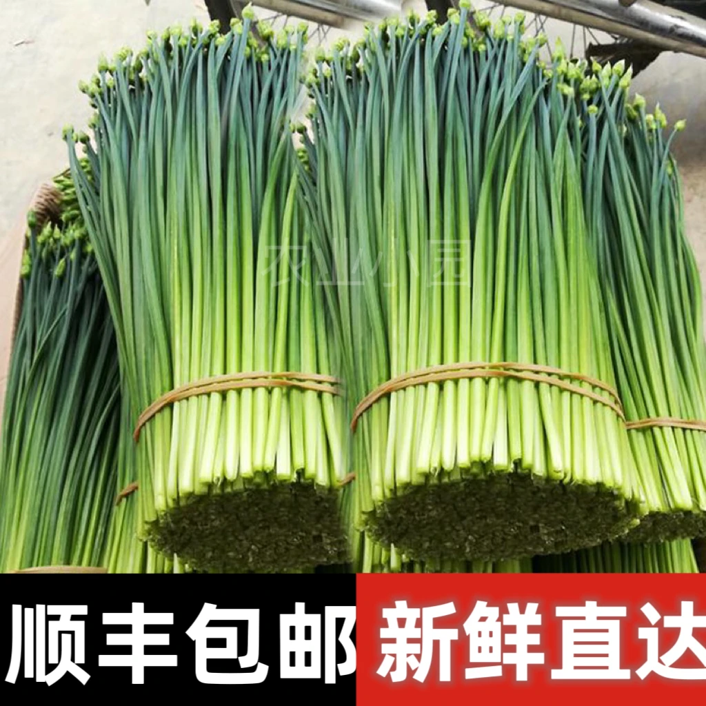 【促销价】顺丰包邮新鲜韭菜苔现摘现发嫩韭菜韭菜花应季绿色蔬菜