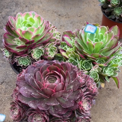 897多肉植物组合