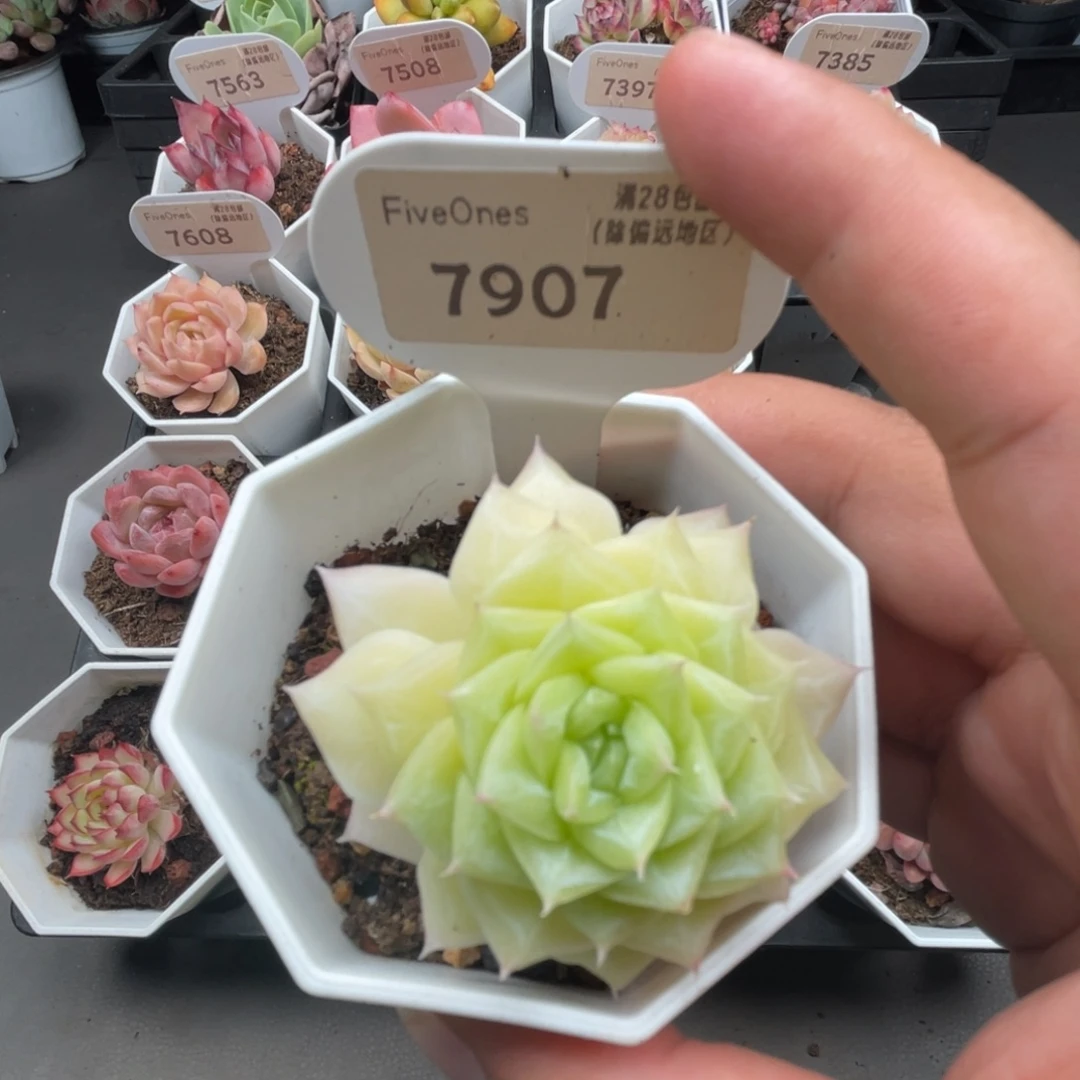 7907翡翠 4.0厘米