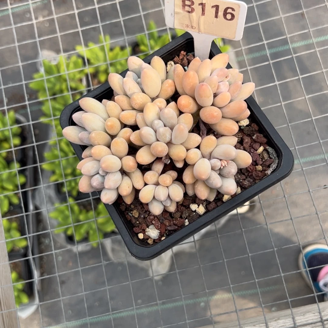 简***b116多肉植物寄养