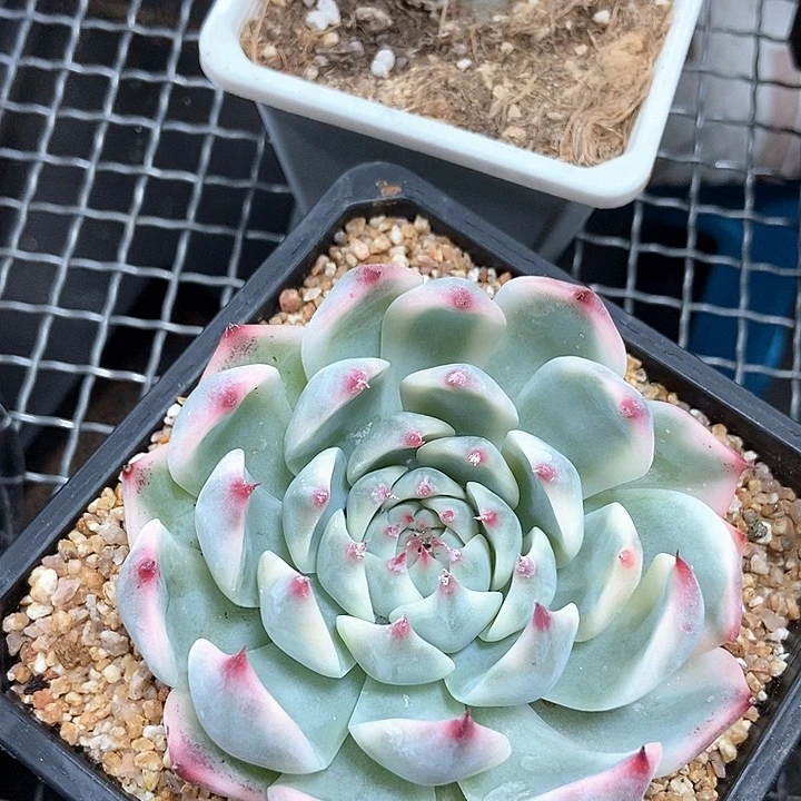 吉娃娃锦多肉植物