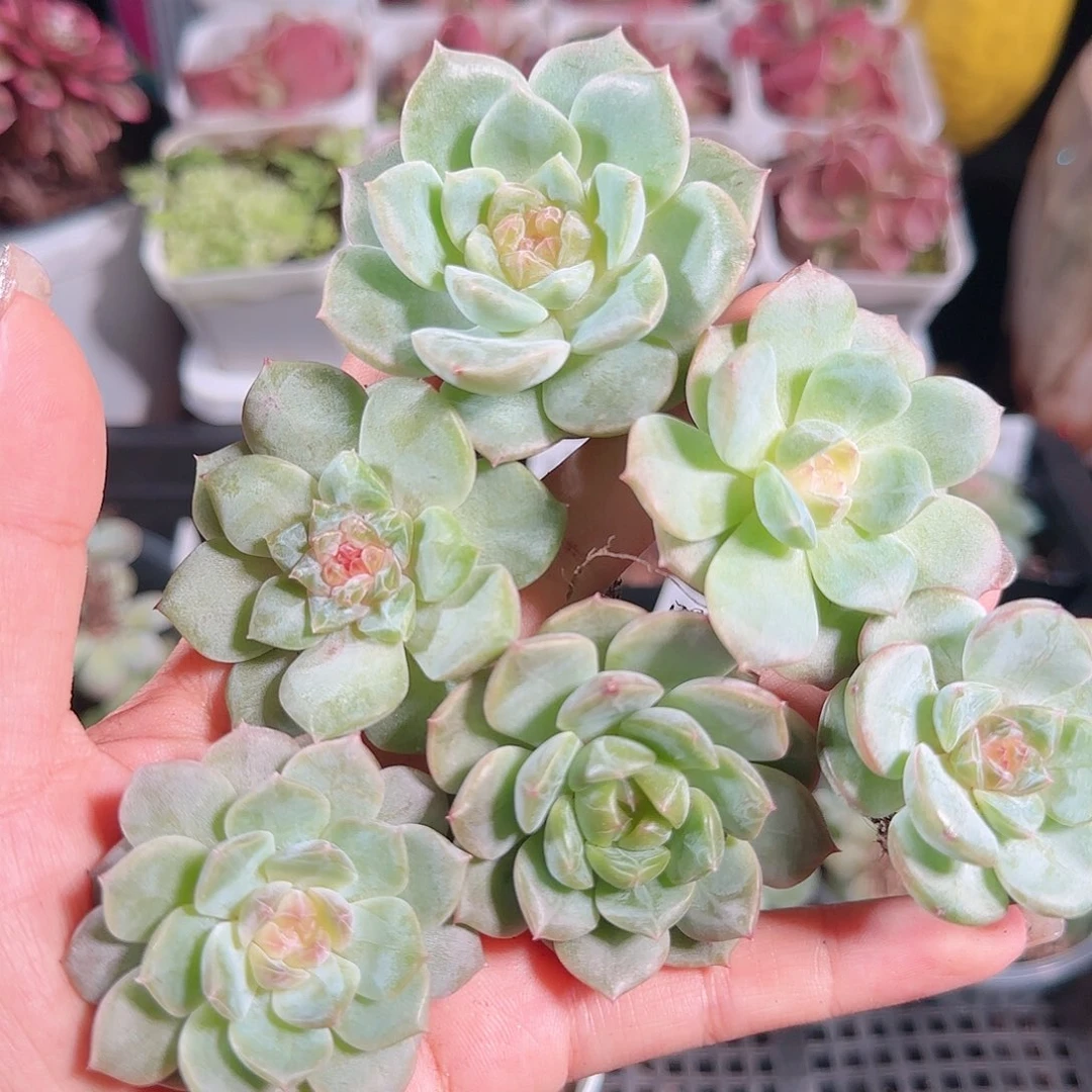 0729---48糖心珍妮