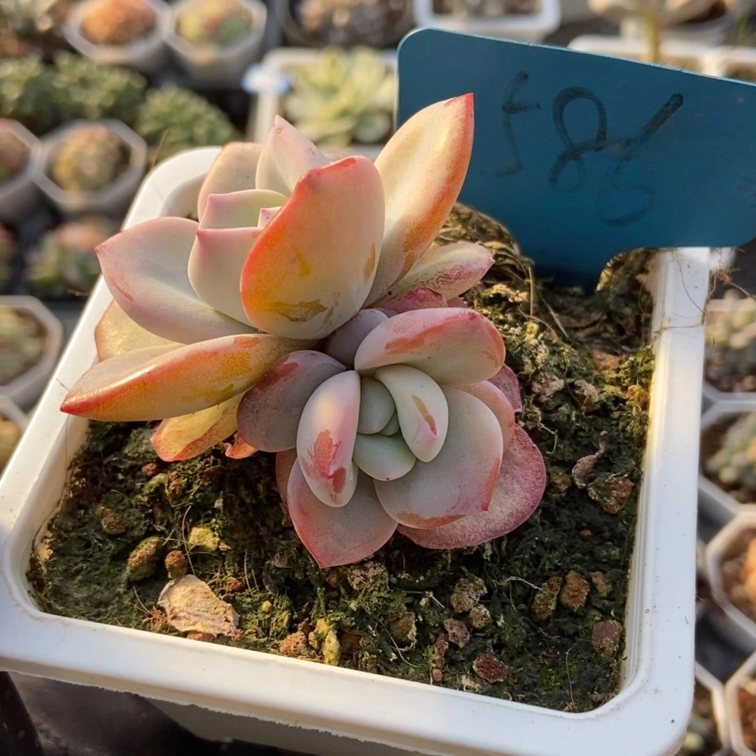 586奶茶多肉植物保护