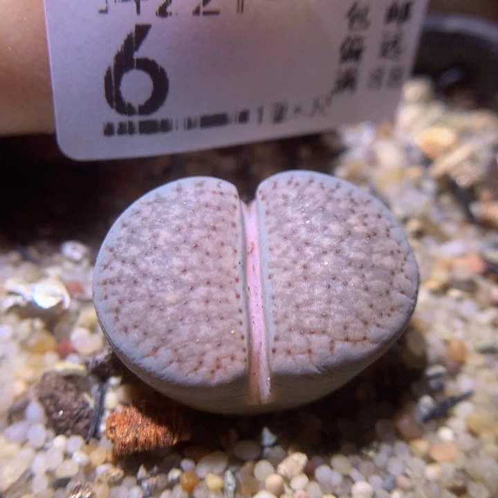 精品生石花231.6