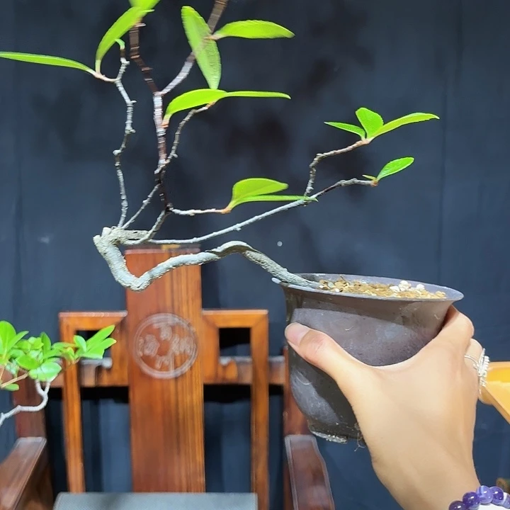 当前无花朵，栽培后可花朵加*
