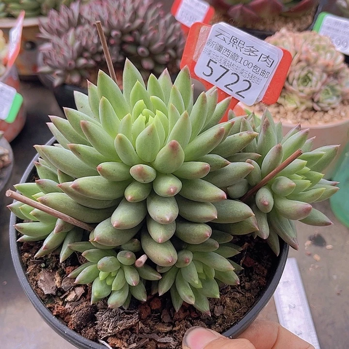 5722二代虞美人。