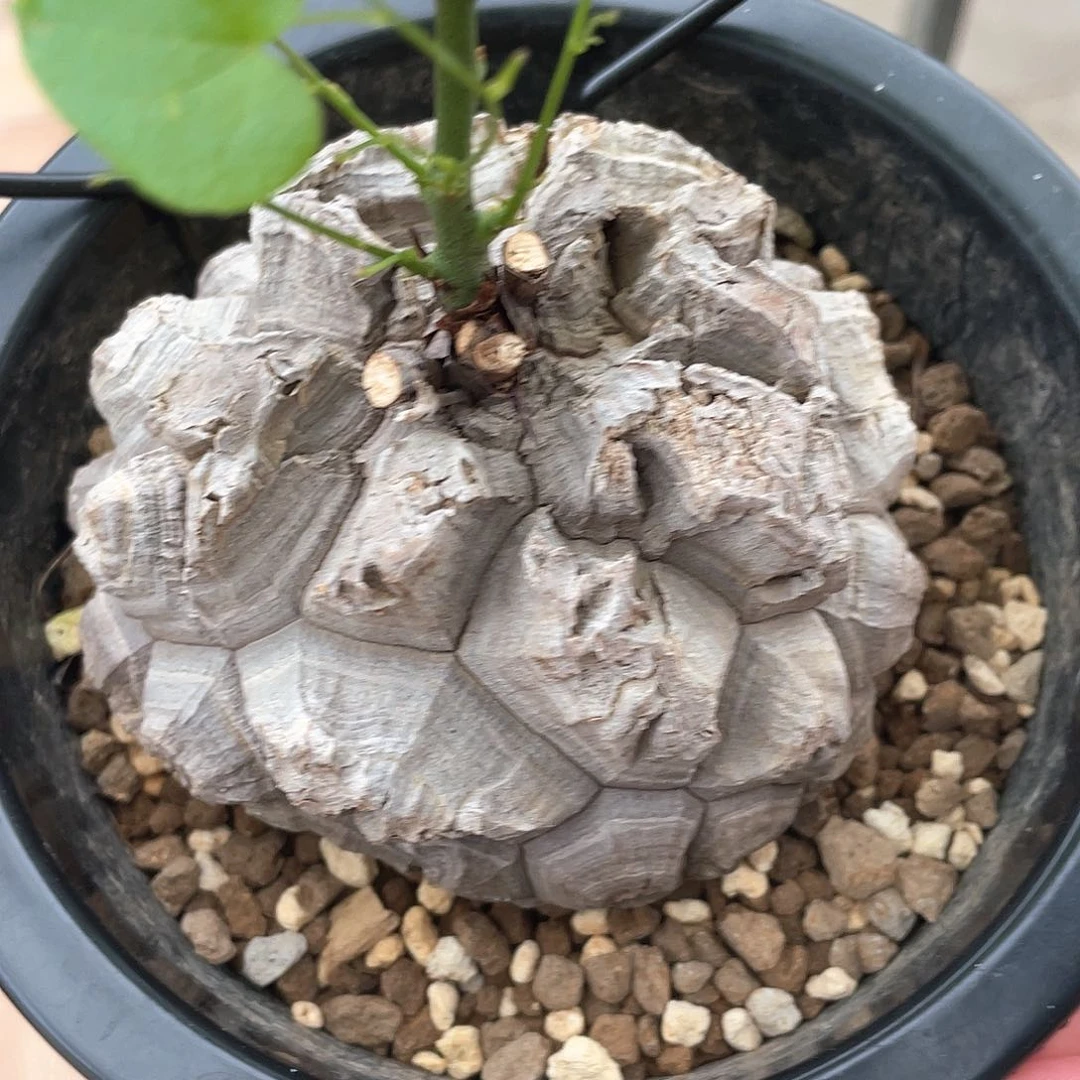 1号日系特价福利龟9.3公分带瑕疵