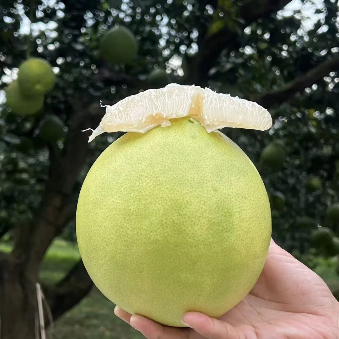 广西罗成正宗金玉蜜柚自家农场新鲜采摘香甜多汁
