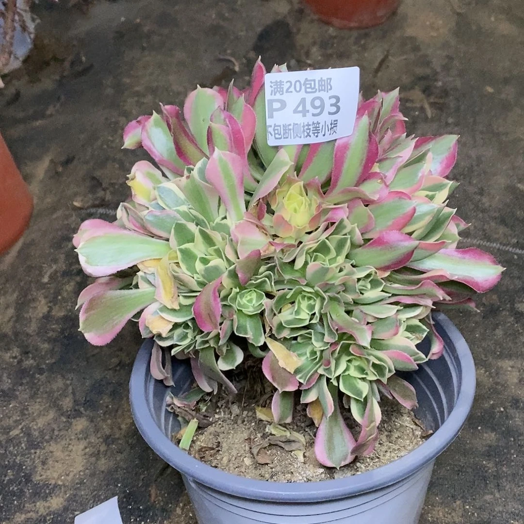 493白凤多肉有砍法师锦