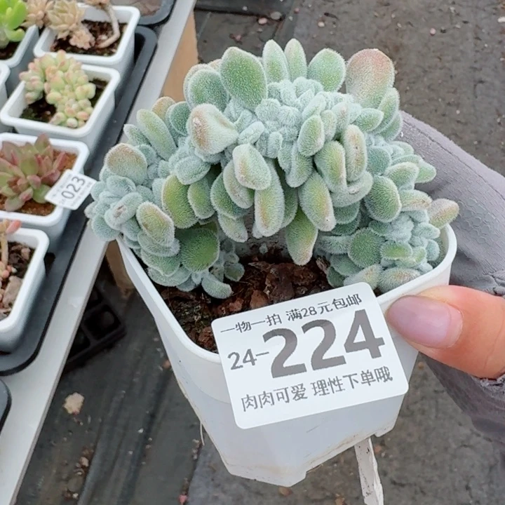 雪晃星缀化多肉无盆土发货无