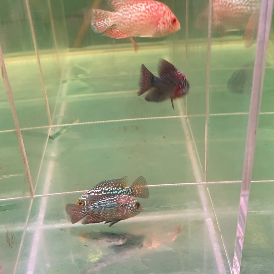 自***_罗汉鱼大发直播间专拍啊