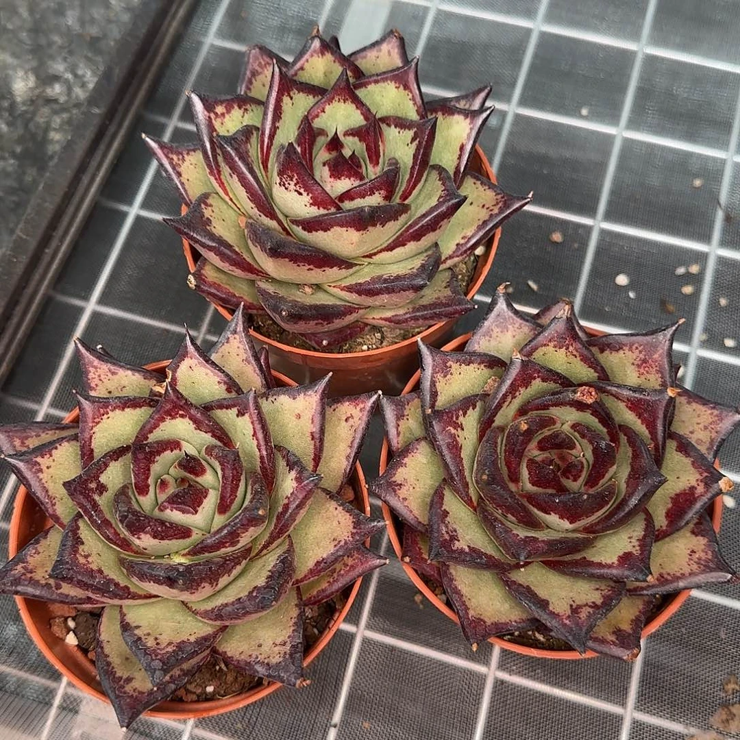 从前慢花园精选乌木