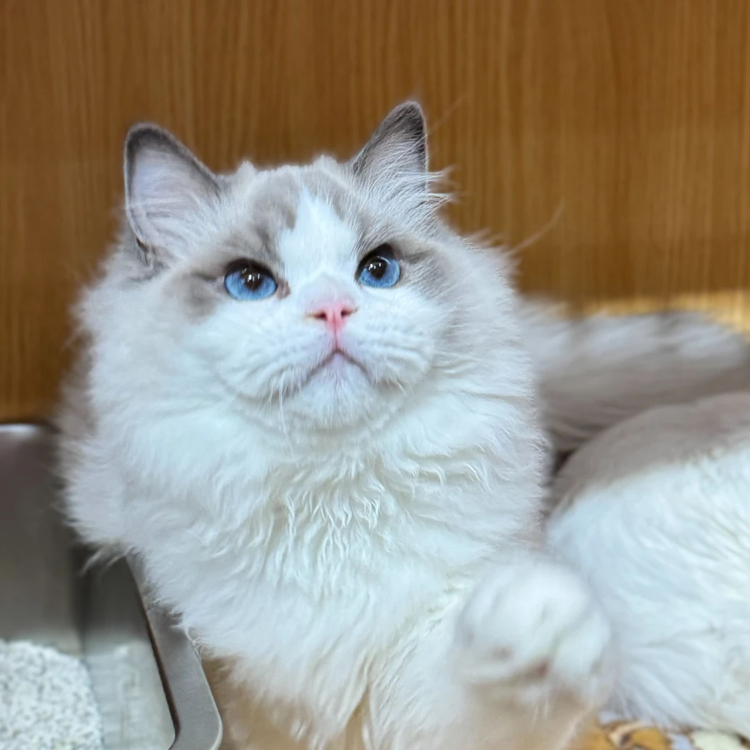 来了姊妹-海双布偶猫 弟弟 9236