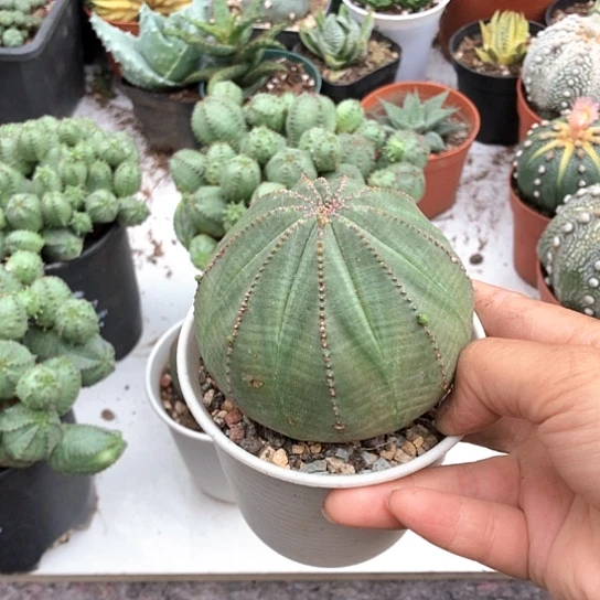 无花朵布纹球带盆包邮