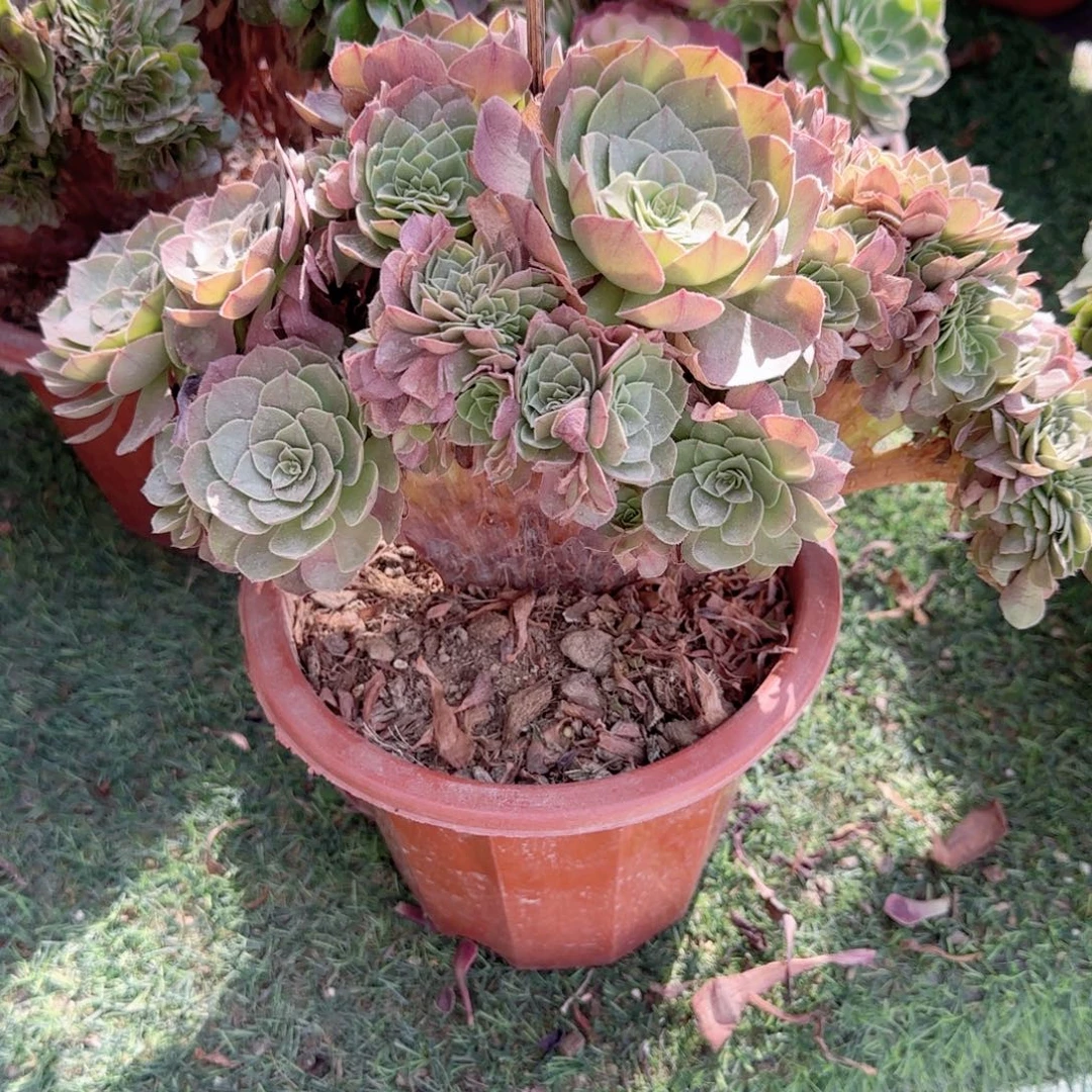 无花朵万圣节正版缀